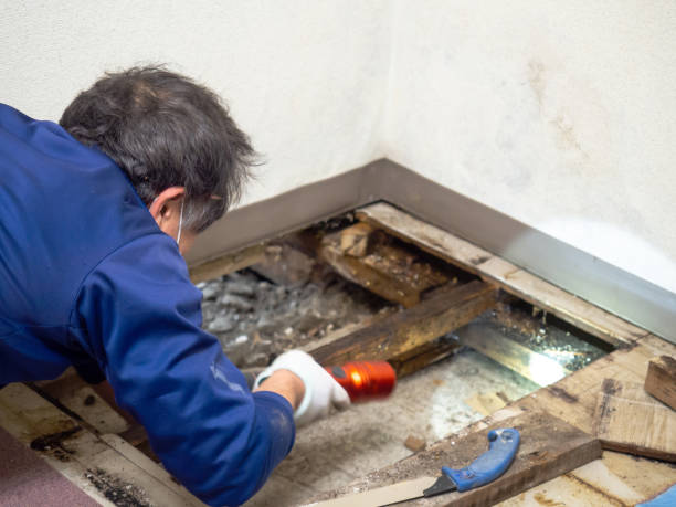 Best Health and Safety Mold Remediation in La Ada Flintridge, CA