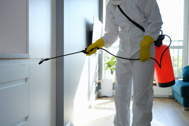 Best Localized Mold Remediation (e.g., coastal areas, humid climates) in La Ada Flintridge, CA