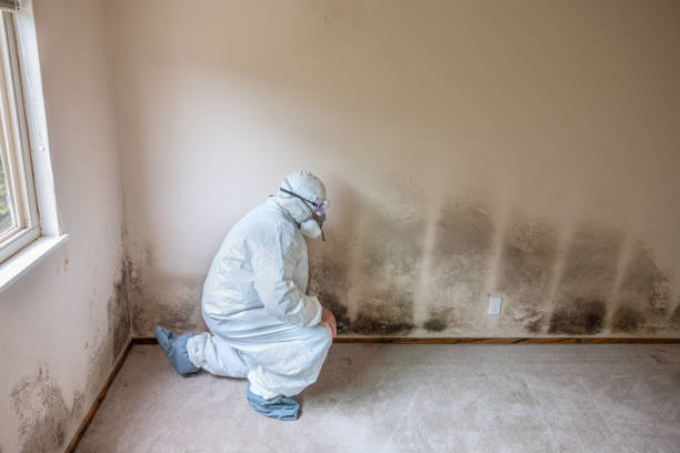 Best HVAC Mold Remediation in La Ada Flintridge, CA