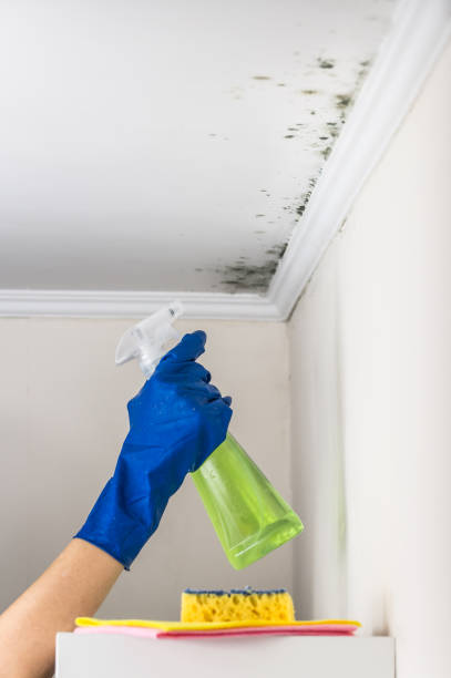 Best Emergency Mold Remediation in La Ada Flintridge, CA